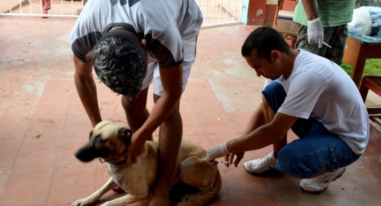 Equipe de zoonoses inicia vacinação na zona norte de Macapá