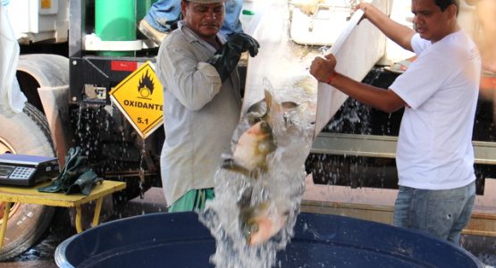 Incentivo à piscicultura: Prefeitura de Macapá faz escavação de novos tanques em comunidades rurais