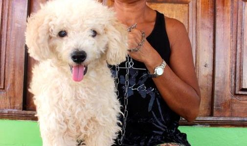 Prefeitura de Macapá imuniza mais de 41 mil animais contra a raiva