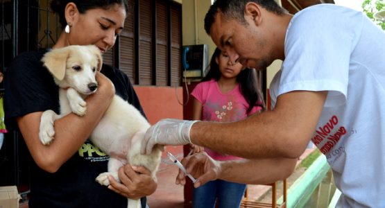 Dia D de Vacinação Antirrábica acontece sábado em Macapá