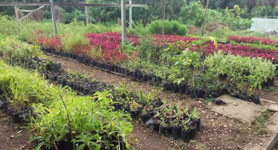 Plano de Arborização: mais de 500 mudas de árvores serão plantadas em Macapá