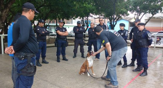 Guardas municipais aperfeiçoam técnicas de obediência e manuseio de cães especiais