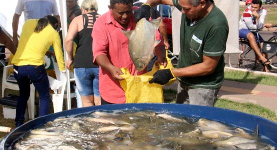 Prefeitura de Macapá ofertará peixe vivo em sete pontos da cidade a preço acessível