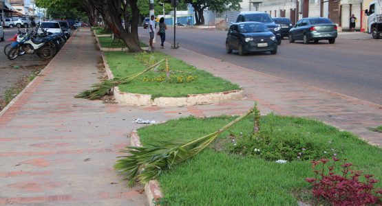 Depredação do patrimônio público: mudas de palmeiras são quebradas no canteiro central da rodovia JK