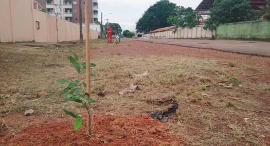 Prefeitura de Macapá faz plantio de árvores no Trem