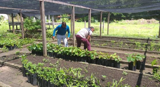 Prefeitura de Macapá intensifica trabalho de mecanização agrícola no distrito do Pacuí