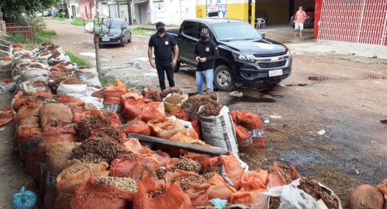 Fiscais da Prefeitura de Macapá notificam batedeiras de açaí
