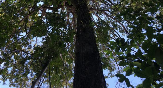 Rica biodiversidade “Árvore no Bioparque da Amazônia” abriga mais de 300 orquídeas