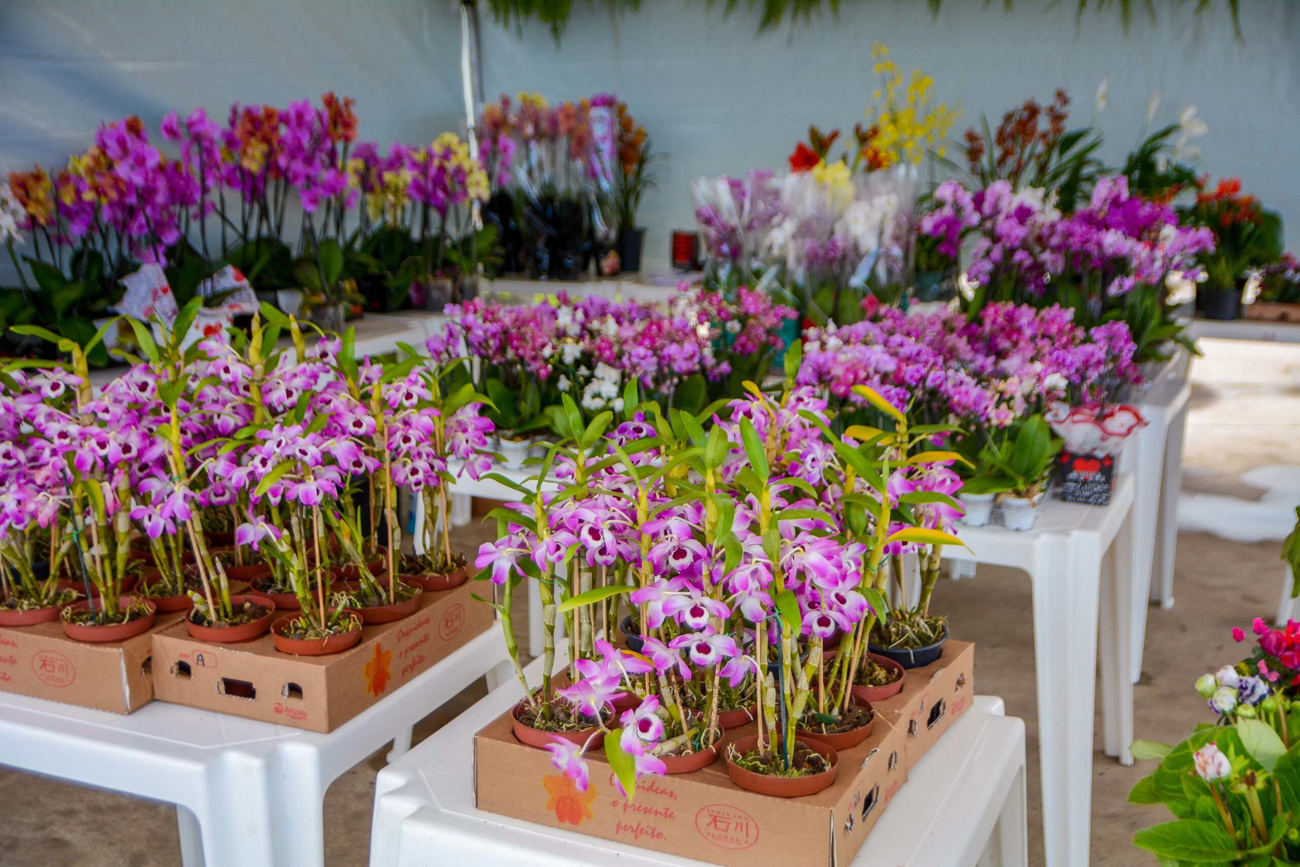 FOTOS: veja a variedade de orquídeas na Feira de Holambra no Mercado Central,  em Macapá – Prefeitura Municipal de Macapá