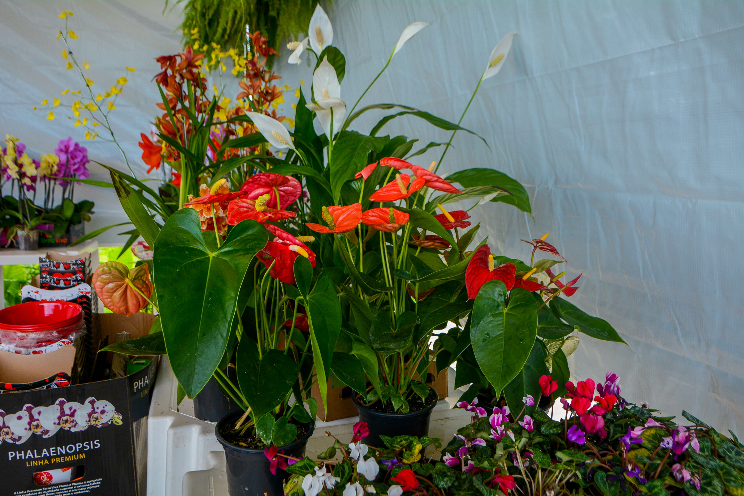 FOTOS: veja a variedade de orquídeas na Feira de Holambra no Mercado Central,  em Macapá – Prefeitura Municipal de Macapá