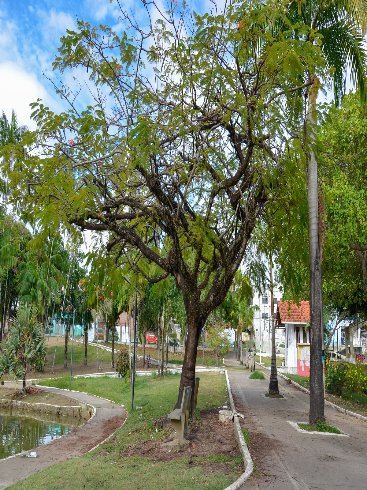 Flamboyant – Prefeitura Municipal de Macapá