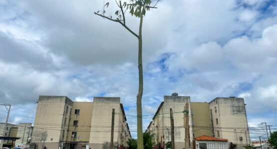 Projeto Cidade Verde: Samaúma de 5 metros é plantada no Habitacional Macapaba