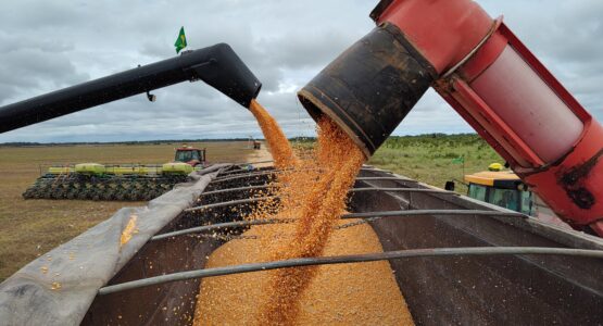 1ª safra do ano: produção de milho aumenta em Macapá e gera renda para agricultores locais