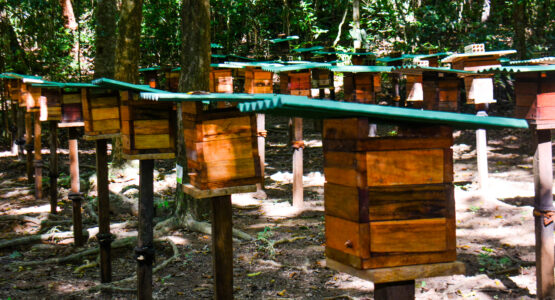 Bioparque da Amazônia reabre Meliponário com aproximadamente 100 mil abelhas sem ferrão
