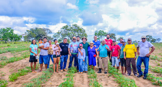 Mandioca: uma raiz de valor para a agricultura familiar de Macapá