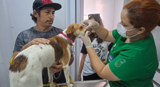 Castramóvel Itinerante: Novo público-alvo para atendimento são cães fêmeas