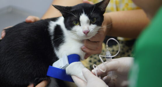 Tutores de gatos buscam o Castramóvel Itinerante para realização de cirurgias