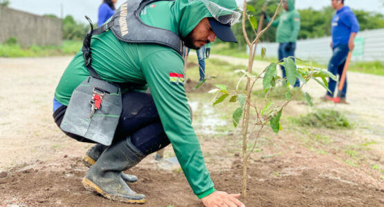 Dia da Árvore: Mais de 15 mil mudas já foram plantadas pela Prefeitura de Macapá no plano de arborização