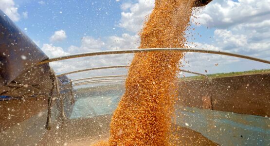 Macapá inicia colheita de milho para exportar para Guiana Francesa 