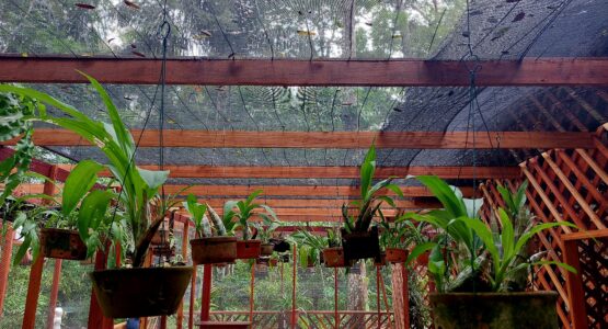 Orquidário do Bioparque recebe ampliação do espaço que atende 456 exemplares de orquídeas