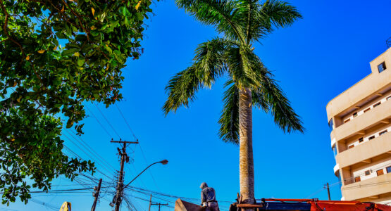 Prefeitura de Macapá planta 80 árvores ao longo da Avenida Claudomiro de Moraes