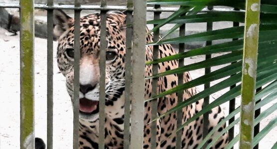 3 de março, Dia Mundial da Vida Selvagem; conheça a história de algumas espécies de animais que vivem no Bioparque da Amazônia
