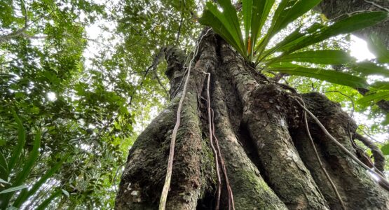 Bioparque da Amazônia celebra diversidade da flora e ecossistemas no Dia Internacional das Florestas