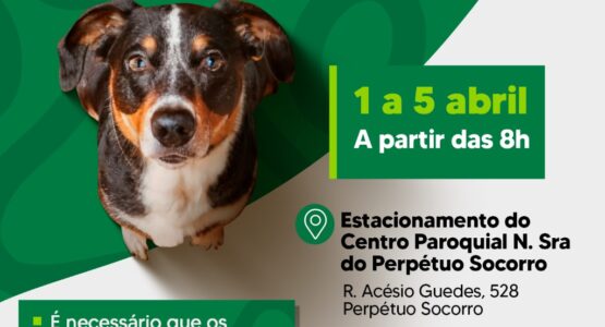 Cães fêmeas são novo público-alvo do Castramóvel Itinerante da Prefeitura de Macapá