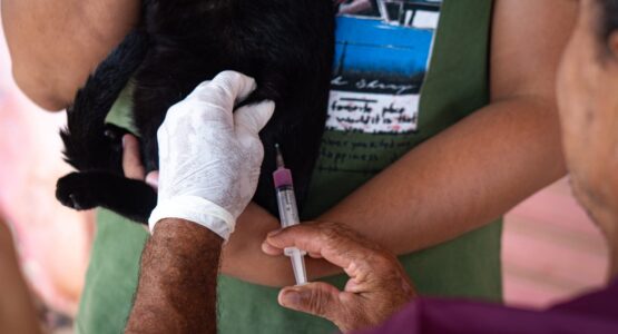 Prefeitura leva novos pontos de vacinação antirrábica para a Zona Norte da cidade